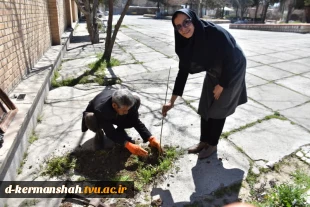 اجرای دومین مرحله درختکاری در آموزشکده فنی و حرفه ای دختران کرمانشاه 6